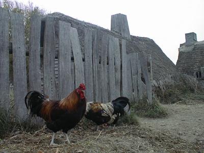 Plimoth Plantation