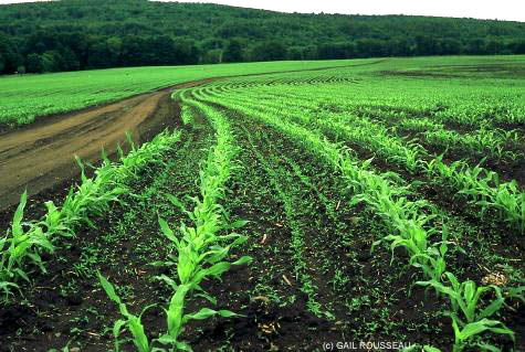 Daniel Webster Farm (c) Gail Rousseau on SeacoastNH.com