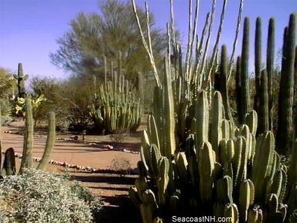 Botanical Gardens in Phoenix, AZ / SeacoastNH.com