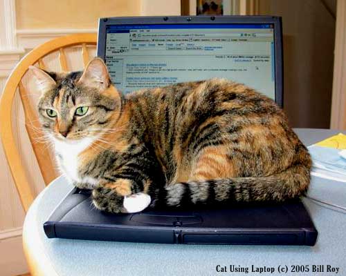 Cat Using Laptop (c) 2005 Bill Roy