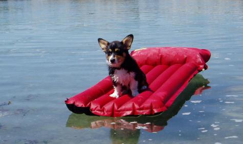 corgi on a raft