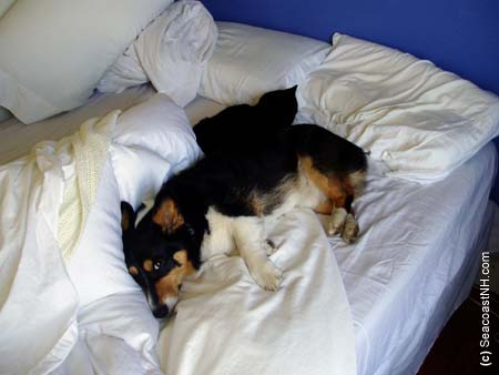 Corgi on bed with cat/ SeacoastNH.com