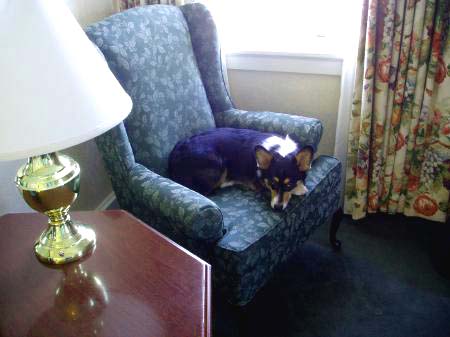 Dog on chair in hotel