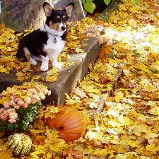 Autumn Leaves with Dog