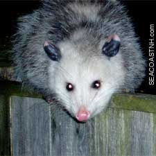 Opossum visits SeacoastNH.com office in New Hampshire on election  eve/ J. Dennis Robinson photo