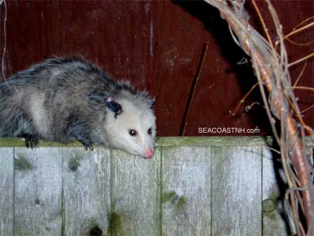 Virginia Opossum in Portsmouth, NH / SeacoastNH.com