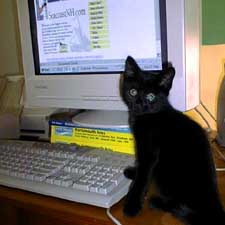 Computer cat (c) SeacoastNH.com