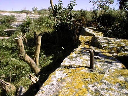 Detail of the Site after large shrubs were cleared showing remains of early metal fencing / SeacoastNH.com