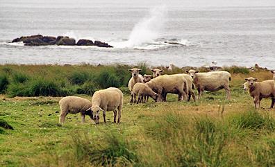 Nash Island sheep herd/ D'Entremont Photo