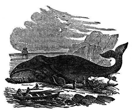 RIght whale kill in 19th century / SeacoastNH.com