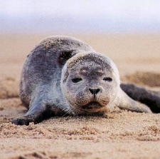 Seal at Newburyport by Tim Wareham