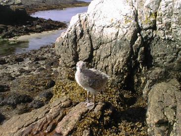 New gull on Malaga Island / SeacoastNH.com