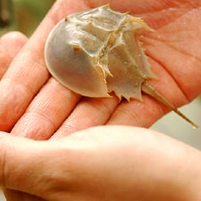 Baby Horshoe Crab (c) Clipart.com