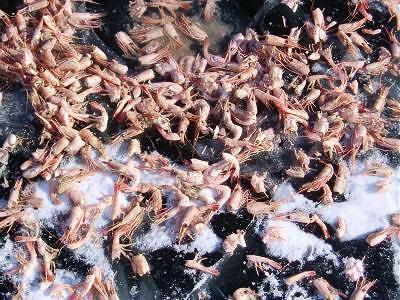 Excess bsit shrimp frozen into the ice / SeacoastNH.com