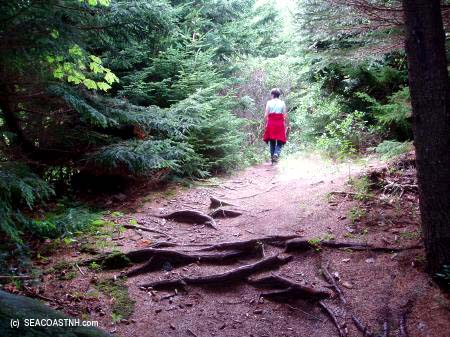 Among the pine woods trail on Monhegan / SeacoastNh.com