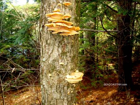 Mushrooms on tree in NH state park / SeacoastNH.com