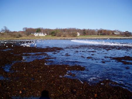 Gulls on Seapoint Beach